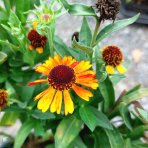 Helénium (Helenium) ´SHORT AND SASSY´,  kont. C1L